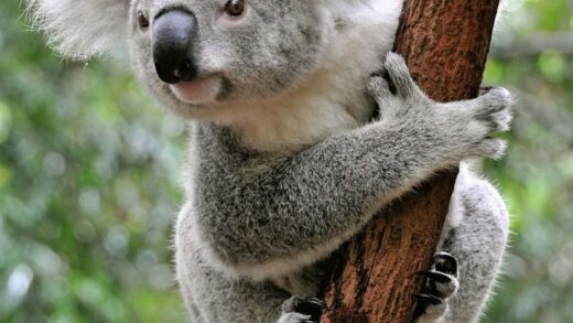 Fakta Unik Hewan Koala Yang Harus Kamu Ketahui